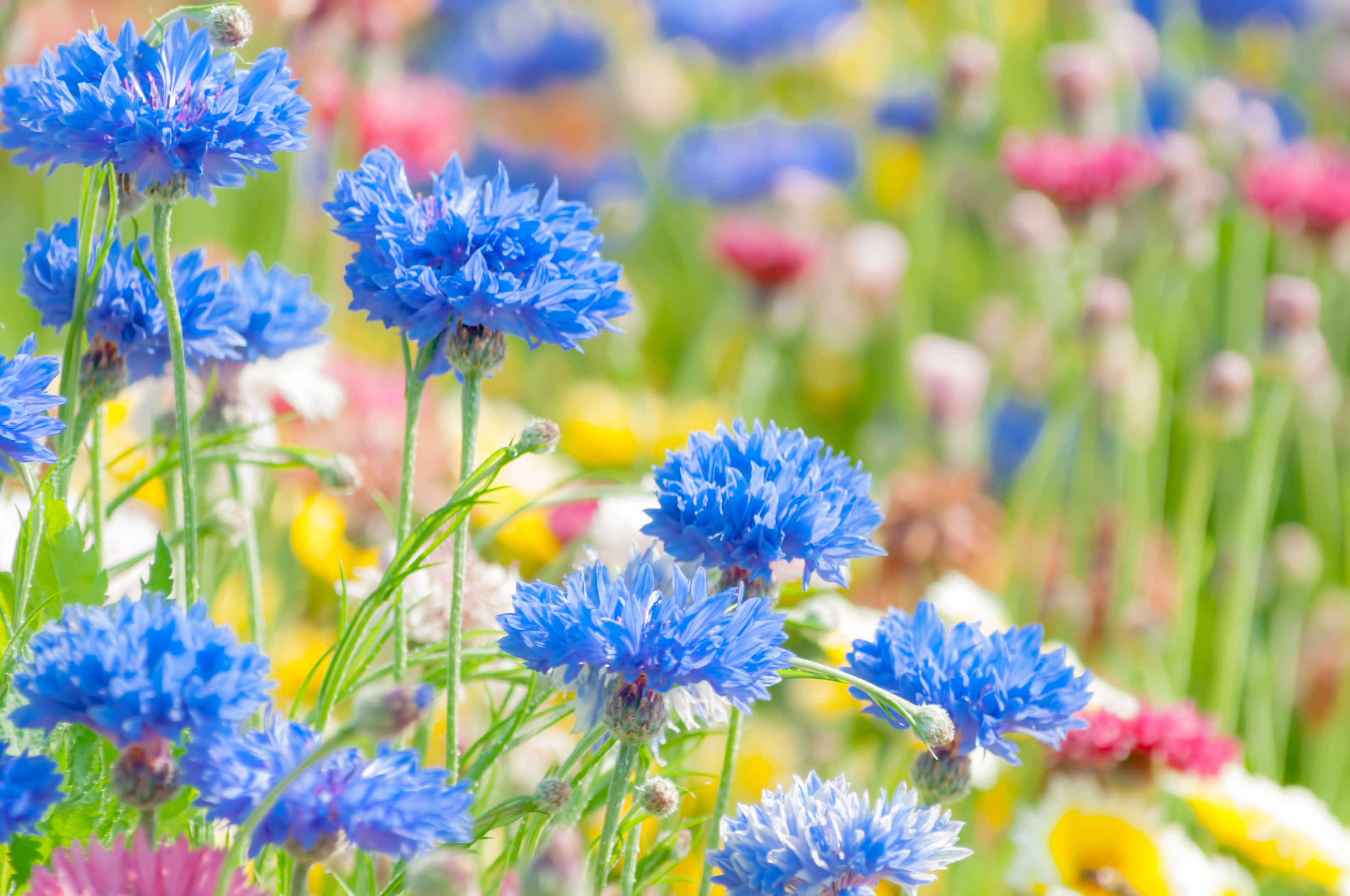お花畑